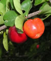 Acerola