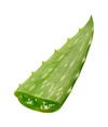 Aloe