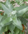 Eucalyptus