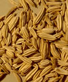 Fenouil