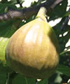 Figue
