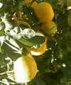 Oranger (fleurs d')