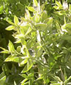 Fragon �pineux