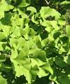 Gingko