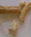 Ginseng