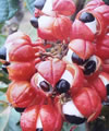 Guarana