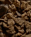Harpagophytum