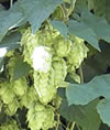 Houblon