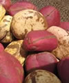 Kola