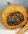 Maca