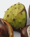 Marron d'Inde