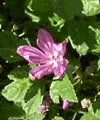 Mauve
