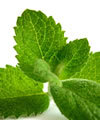 Menthe poivr�e