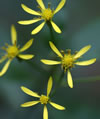 Millepertuis