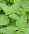 Ortie (feuilles d')