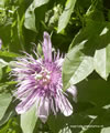 Passiflore