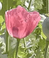 Pavot