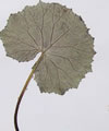 P�tasite