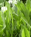 Plantain