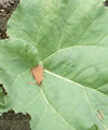 Rhubarbe