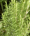 Romarin