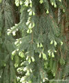 Sapin