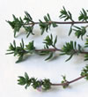 Thymian