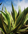Agave