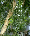 Arbre � th�