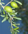 Argan