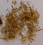 arnica fleurs s�ch�es