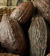 Cacao