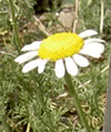 Camomille romaine