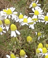 Camomille vraie
