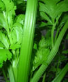 C�leri