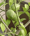 Citron