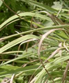 Citronnelle