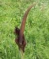Konjac