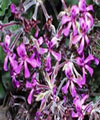Pelargonium