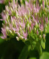 Rhodiola