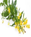Verge d'or - Solidago
