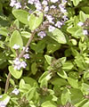 Thym serpolet