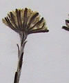 Tussilage
