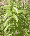 Verveine citronelle