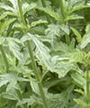 Verveine officinale