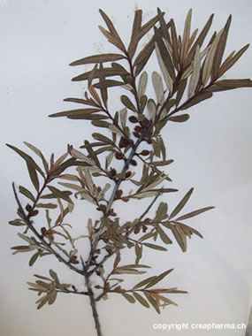 argousier plante médicinale